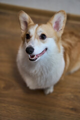 A playful and spirited corgi with its fluffy fur and bright eyes, showcasing its charming, joyful nature while indoors