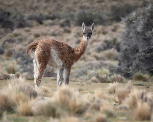 guanaco en su habitat natural , mirando a la camara , generando una tension con el lente 