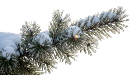 A close-up of a snow-covered pine branch against a bright sky, capturing the essence of winter