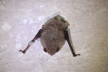 Daubenton's bat or Daubenton's myotis (Myotis daubentonii)