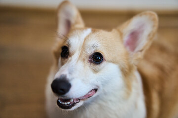 A playful and spirited corgi with its fluffy fur and bright eyes, showcasing its charming, joyful nature while indoors