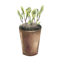 Green sprout of microgreens in brown pot watercolor illustration. Hand drawn vegan healthy food, raw eating diet painting for recipe book,seeds packing, vegetarian cafe menu design