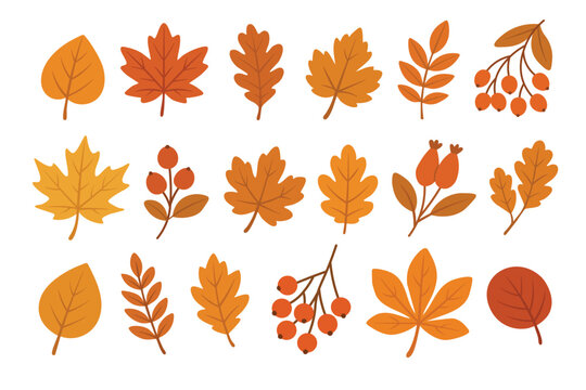 Autumn leaves
