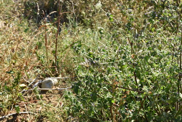 Obraz premium bird in the grass
