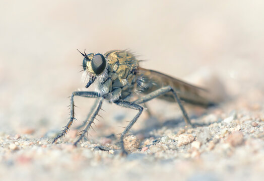 Close-up side view of a robber fly, Ouaisne, Mont du Ouaisne, Portelet, Jersey