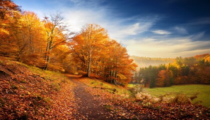 Fototapeta premium Autumn Forest Scene