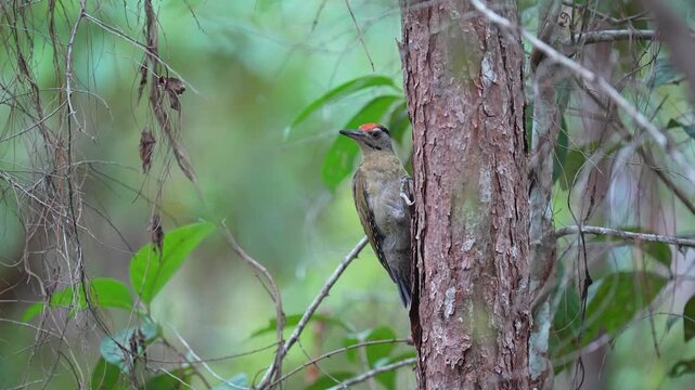 Black-naped Woodpecker (Picus guerini) bird perching on the tree. Bird watching in natural habitats 