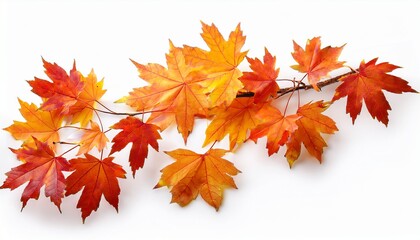 Isolated Of Autumn Maple Leaves Branch