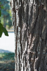 Fototapeta premium bark of a tree