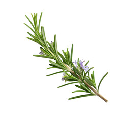 Fototapeta premium Aromatic rosemary sprig a culinary herb with needle - like leaves displays delicate purple flowers against a stark black backdrop