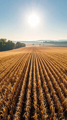 Minimalist Aerial View: Post-Harvest Corn Stubble Field under Hazy Afternoon Sun