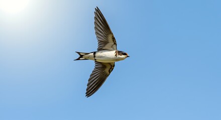 Obraz premium Swift flying bird in a clear blue sky against bright sunlight background