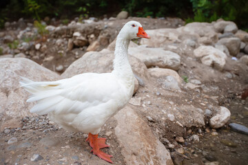 White goose standing by rocky riverbank in a natural setting during daytime