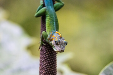 Lizard in the tree