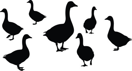 Silhouette collection of geese standing, walking in various poses, isolated black vector shapes, farm bird illustration, nature wildlife graphic for design, white background