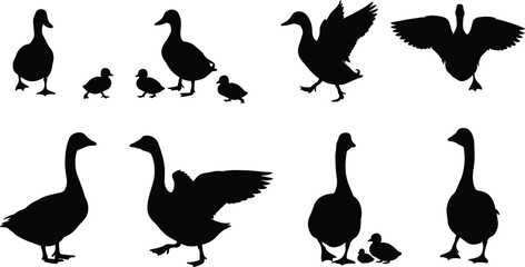 Silhouette set of ducks, geese, ducklings in various poses, walking, flying, standing, isolated black bird shapes on white background, wildlife animal vector illustration