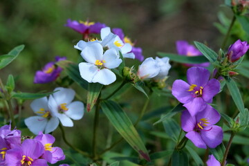 愛らしいヒメノボタンの花　（高知県　三原村）
