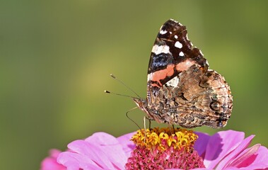 butterfly on flower