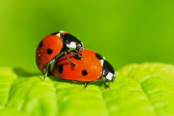 ladybird on a leaf