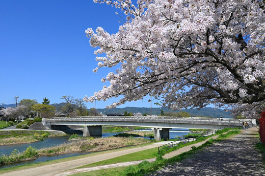 4月の京都市賀茂川 出雲路橋と満開の桜