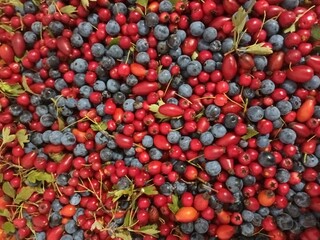 red hot chili peppers