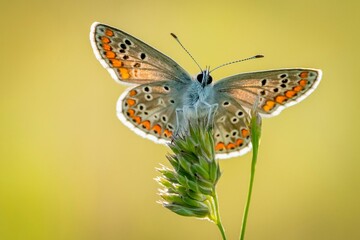 butterfly on flower
