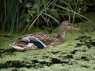 Female mallard duck gliding through green algae-covered wetland in natural habitat near Lake Neusiedl, Austria – close-up wildlife photography of bird in calm, serene environment