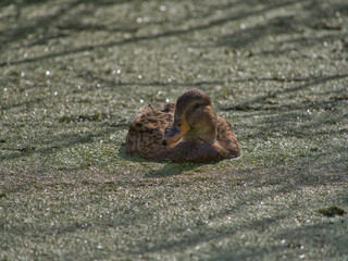 Obraz premium Female mallard duck gliding through green algae-covered wetland in natural habitat near Lake Neusiedl, Austria – close-up wildlife photography of bird in calm, serene environment