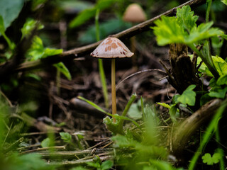 Close-up of a small wild mushroom growing among green leaves and forest debris. Captures the beauty of natural woodland details, perfect for nature, autumn, or forest-themed projects.