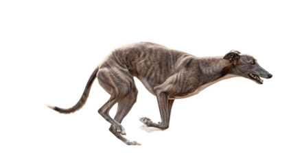 Greyhound dog in a running pose focused on the animals form and motion showcasing its athletic build and speed.