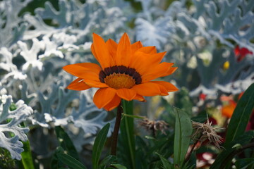 Gazania Rigens