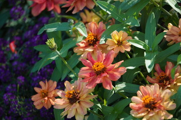 Zinnia