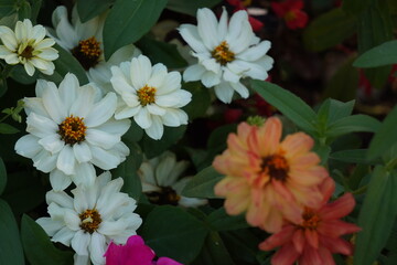 Zinnia