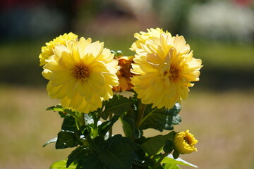 Dahlia Pinnata