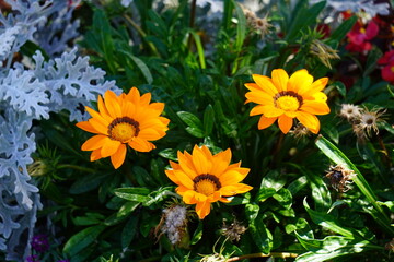 Gazania Rigens