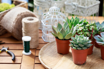 Florist at work: woman shows how to make cute home decorations with succuletnt plants. Step by step, tutorial.