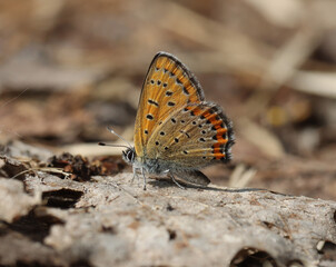 Lycaena helle, the violet copper