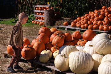 Boy stands near pile of pumpkins in farmyard. Concept expresses abundance, farming and autumn holiday. © Natallia