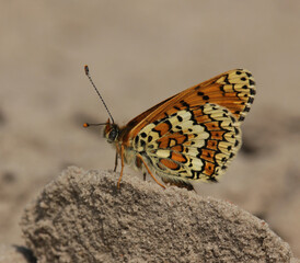 The Glanville fritillary (Melitaea cinxia)
