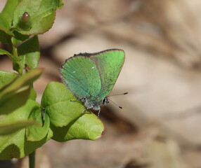 Obraz premium The green hairstreak (Callophrys rubi)