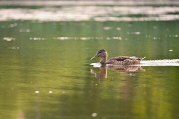 Mallard duck on the surface of the pond. Beautiful concept for animals, water and nature