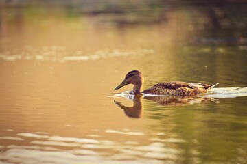 Mallard duck on the surface of the pond. Beautiful concept for animals, water and nature