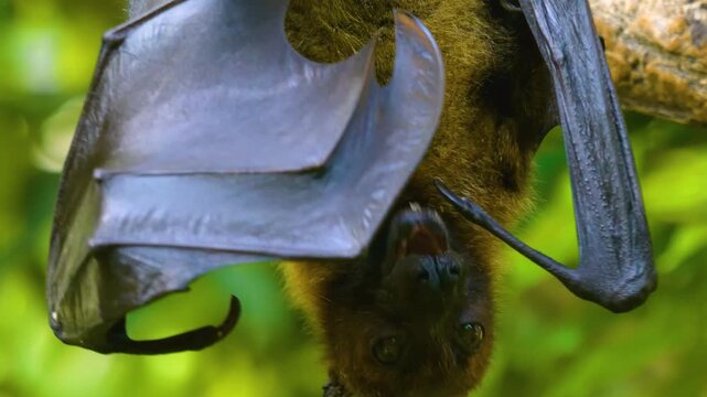 Close up of fruit bat waking up and yawning hanging of a tree