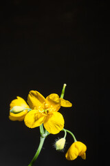 Close-up of a yellow flower with green stem on black background.