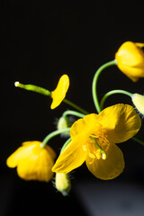 Close-up of a yellow flower with green stem on black background.