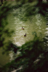 Two wild ducks swim in green pond water.