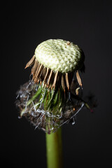 Close-up of dandelion with remaining fluff on black background. Dramatic Macro Shot