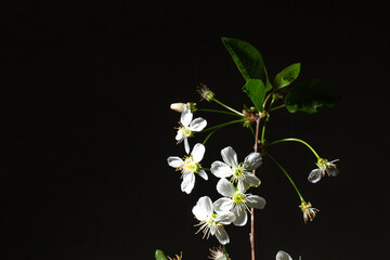 Close-up of white cherry blossoms with green leaves on black background.