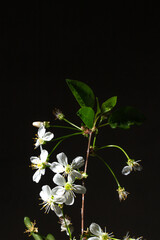 Close-up of white cherry blossoms with green leaves on black background.