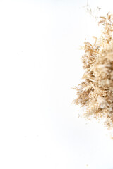 Trockenblumen Weizen vor einem cleanen Hintergrund mit Platz für Text